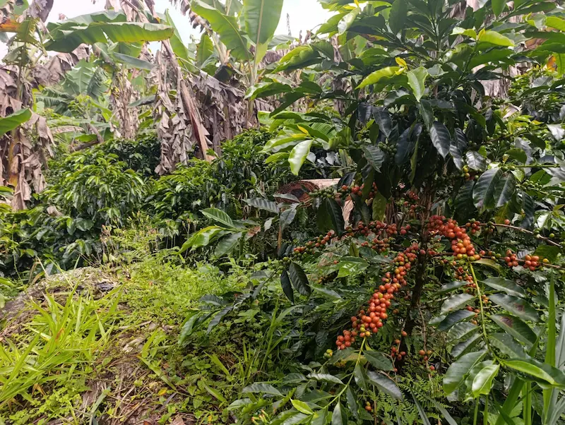 Pacamara